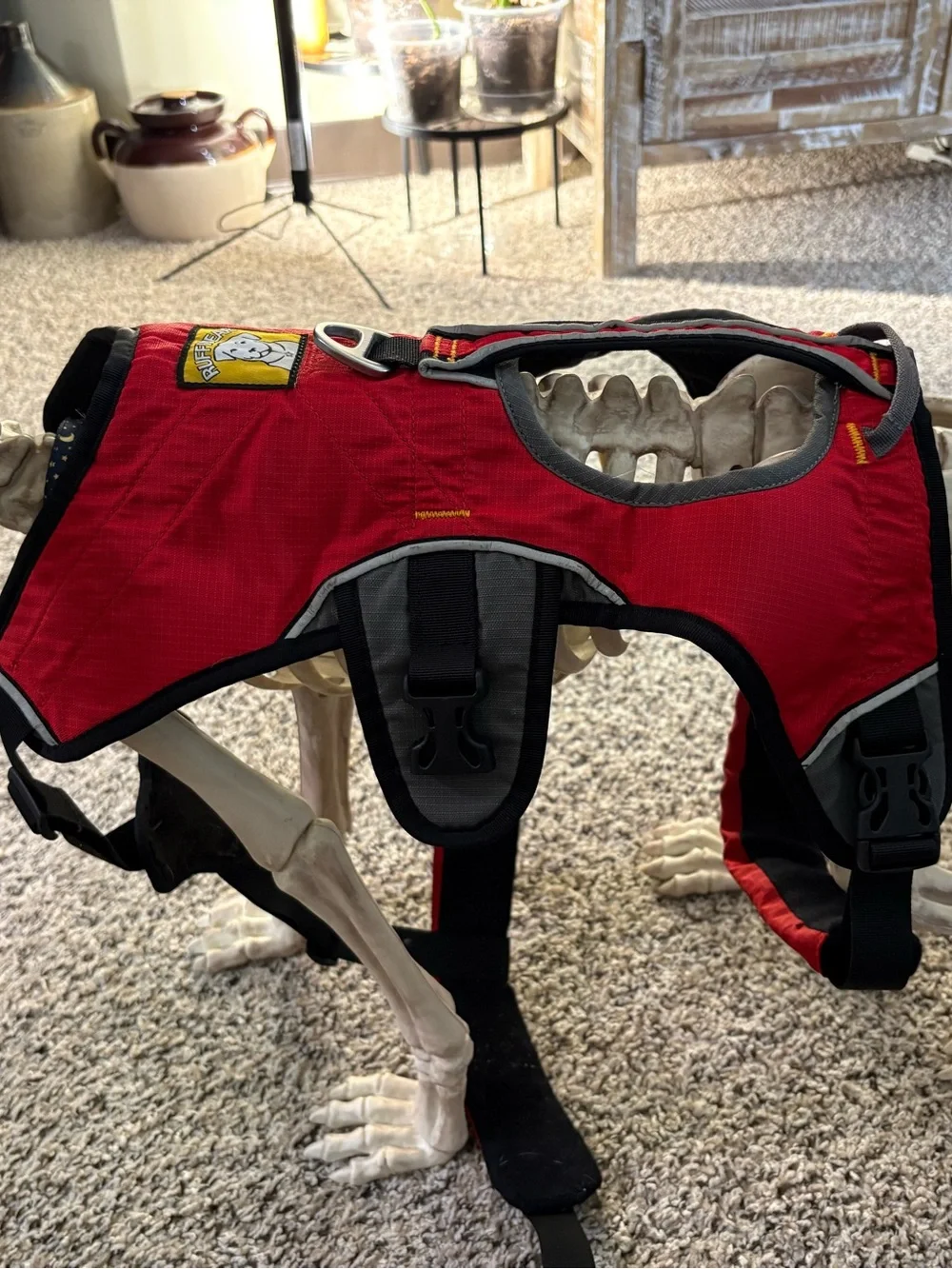 Ruffwear 5-point Webmaster Dog Harness with handle